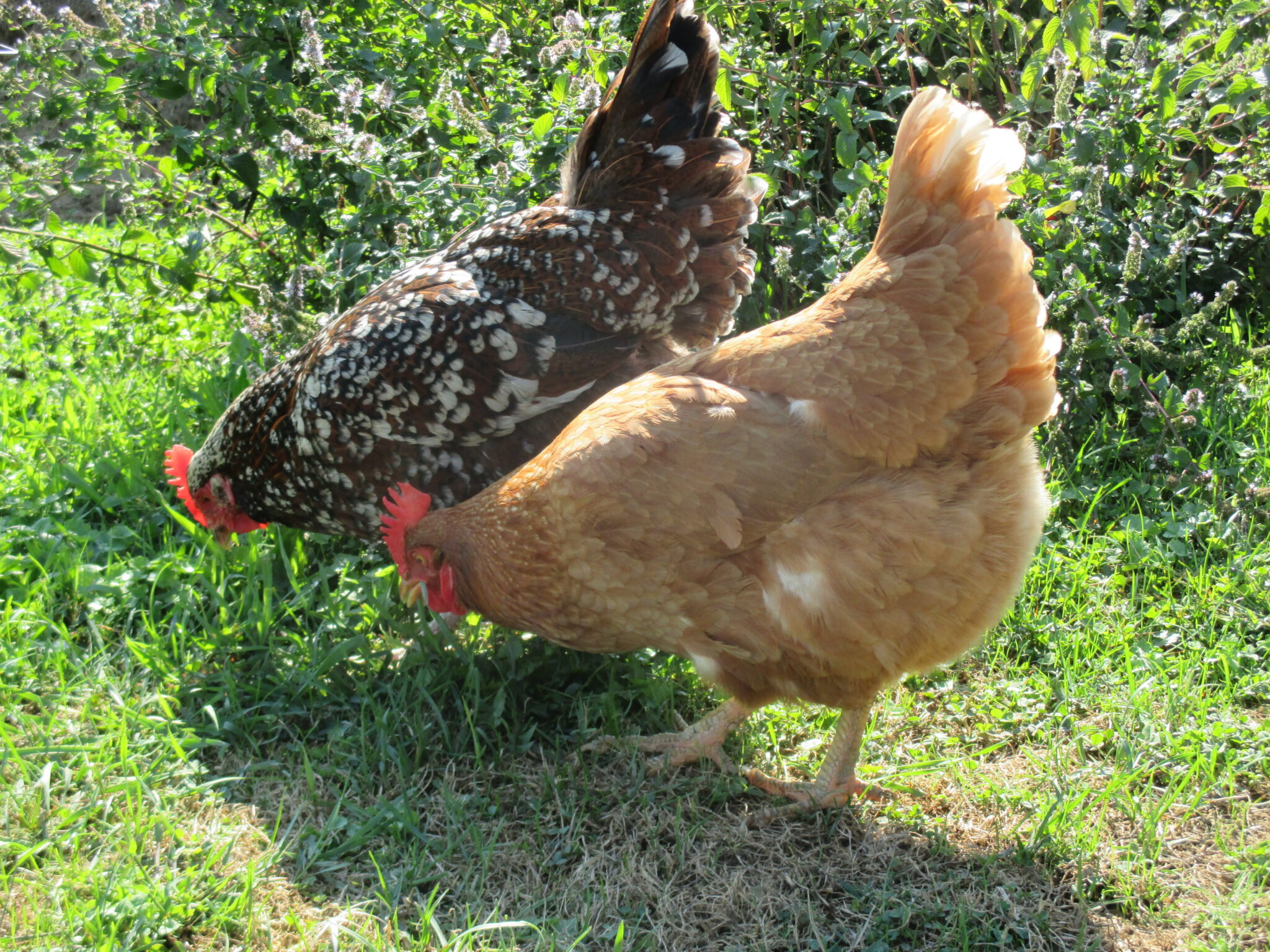 What is a Flock Leader? Backyard Poultry